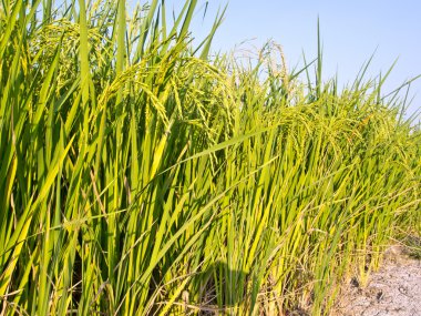 Mavi gökyüzü çiftlikte pirinç