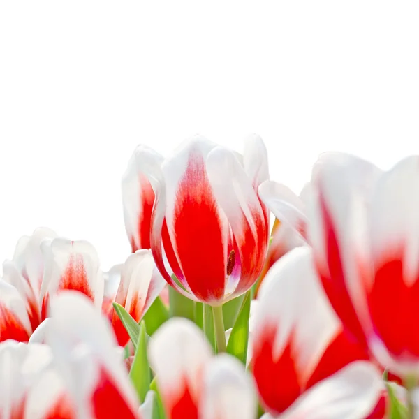红色郁金香在白色背景上被分离出来 — 图库照片