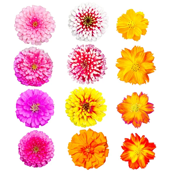 Samling af farverige hoved blomst, frisk og naturlig - Stock-foto