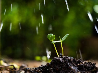 Toprakta, sürdürülebilir ekosistem ortamı ve doğa bakımı konsepti için bahçıvanlıkta el banyosu yapan genç filiz.