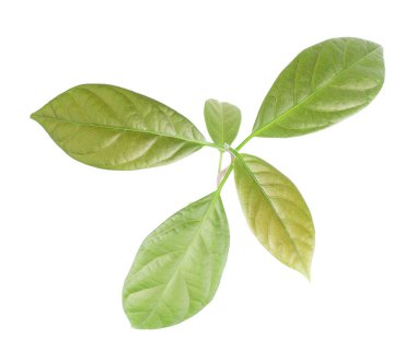 bebek yeşil filiz beyaz arka planda izole tohumla