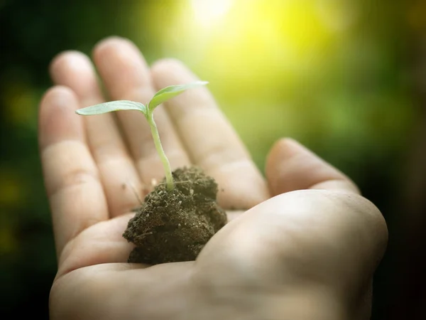 Menselijke Hand Houden Jonge Spruit Van Planten Tuinieren Bodem Voor — Stockfoto