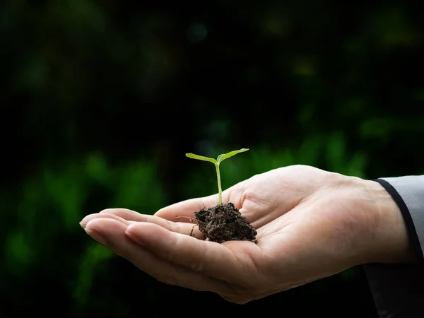 人的手托着幼芽在土壤中进行园艺以促进可持续的生态环境 自然保育的概念 — 图库照片