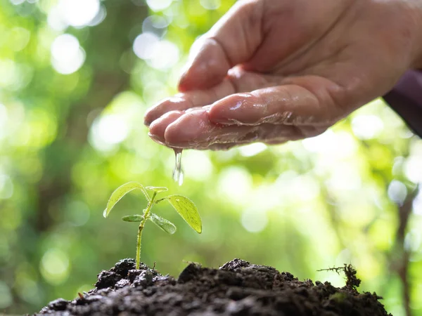 Menselijke Handen Met Verse Zaailing Wazige Achtergrond Groene Spruit Voor — Stockfoto