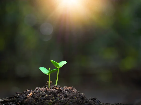 Jonge Spruit Van Plant Tuinieren Bodem Voor Een Duurzaam Ecosysteem — Stockfoto