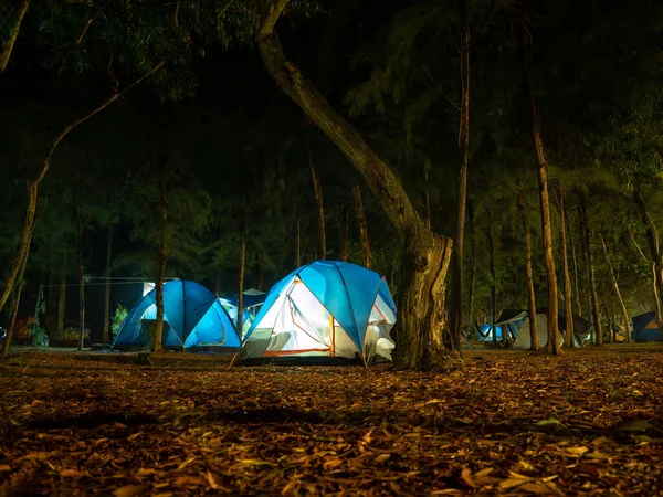 Tendas Paisagem Selva Com Luz Noite Floresta Tropical Profunda Conceito — Fotografia de Stock