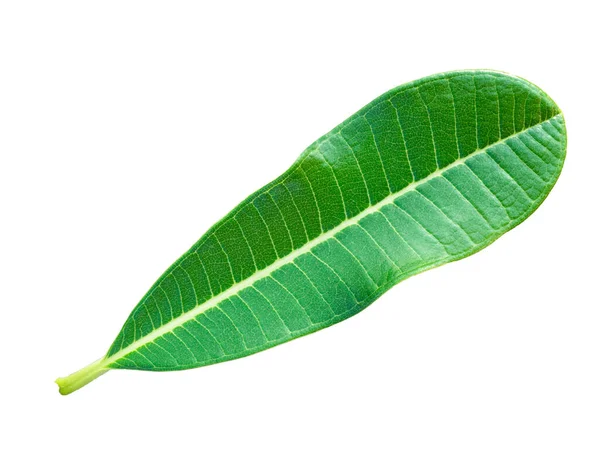 Stromový List Tropické Rostliny Drobné Listy Pro Návrh Přání Dekorace — Stock fotografie