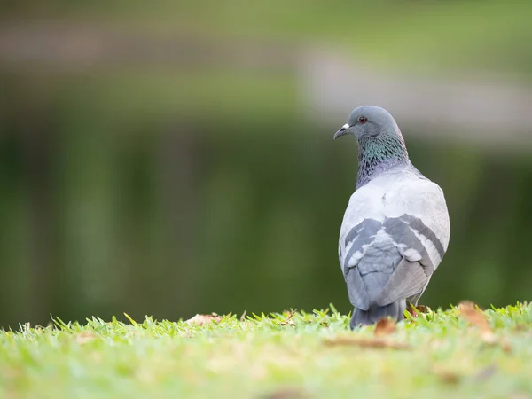 close up shot on pigeon , bird of peace, on the park of big city