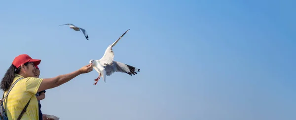 Ritratto Bellissimo Gabbiano Uccello Sulla Natura Habitat Animali Selvatici Adattare — Foto Stock