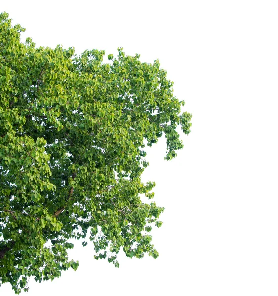 Trädblad Tropisk Växt Små Blad Element För Gratulationskort Design Isolerade — Stockfoto