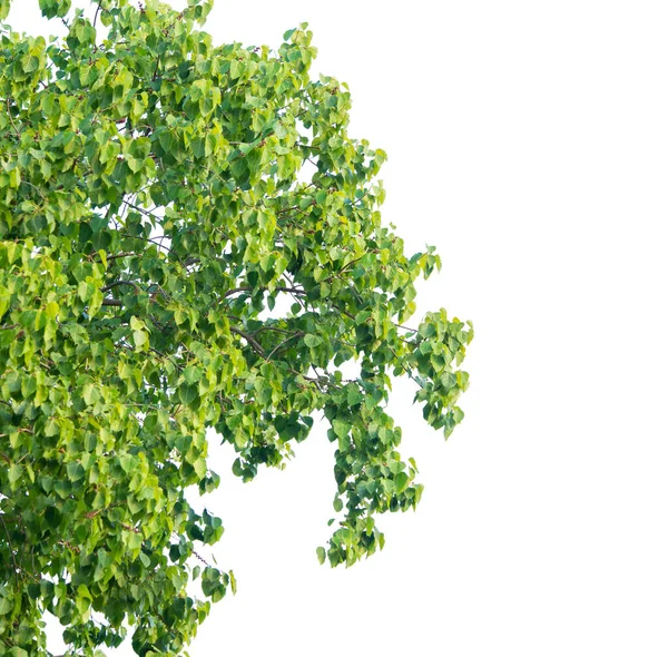 热带植物的乔木叶 用于贺卡设计的小叶 在白色上隔离 — 图库照片
