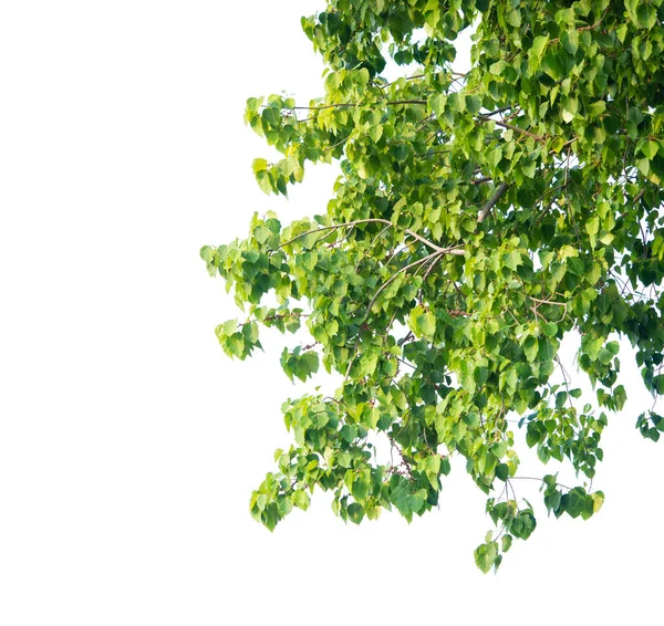 흰색에 분리되어 인사말 무늬의 식물의 나뭇잎 — 스톡 사진