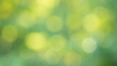 Yeşil yapraklara odaksız çekim. Çember boyunda güzel bir bokeh.