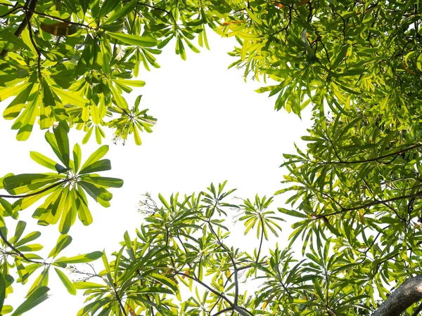 Дерево Лист Тропического Растения Небольшие Листья Элемента Дизайна Поздравительной Открытки — стоковое фото