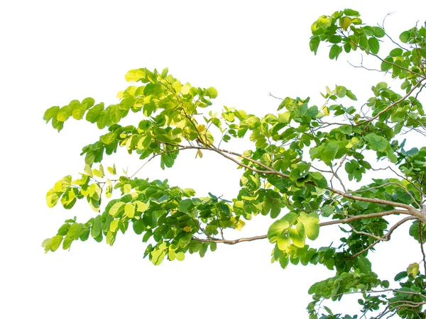 흰색에 분리되어 인사말 무늬의 식물의 나뭇잎 — 스톡 사진