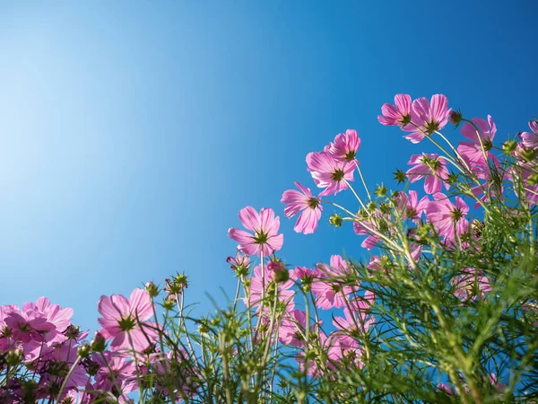 Hermoso Cosmos Flores Sobre Fondo Azul Brillante Cielo —  Fotos de Stock