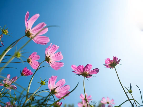 青い空に美しいコスモスの花が咲く背景 — ストック写真