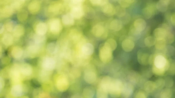 Дефокусований Постріл Зеленому Листі Красивим Боке Коло Освітленим — стокове фото