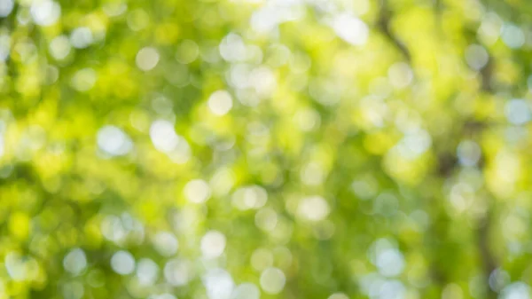 Дерево Листя Тропічної Рослини Розмитому Фоні Маленькі Листя Дизайну Вітальної — стокове фото