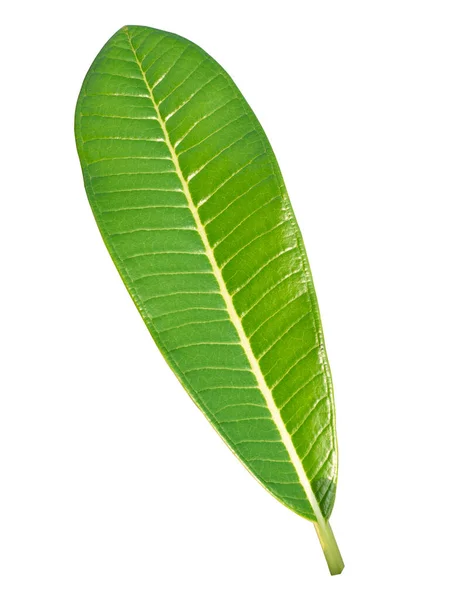 Tree Leaf Tropical Plant Small Leaves Greeting Card Design Decoration — Stock Photo, Image