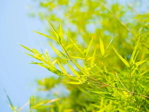 Зеленый Бамбуковый Лист Тропического Растения Небольшие Листья Элемента Поздравительной Открытки — стоковое фото