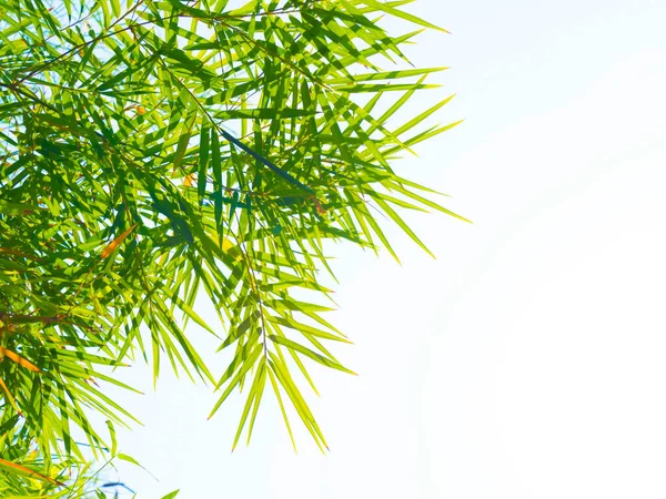 Зеленый Бамбуковый Лист Тропического Растения Небольшие Листья Элемента Поздравительной Открытки — стоковое фото