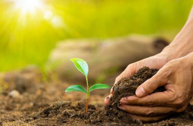 İnsan eli bebek bitkisinden filizlenerek açık hava çiftliğine ekilir, yeşil kutsanır.