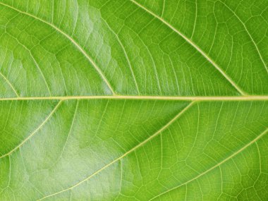 Tropik bitki, tatil ve rahatlama kavramının ağaç yaprağı: tebrik kartı tasarımı ve dekorasyon için küçük yapraklar ided