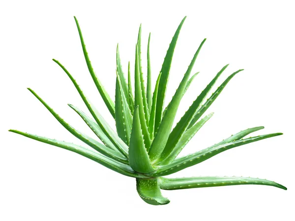 Φρέσκο Πράσινο Aloe Vera Απομονώνονται Λευκό Φόντο Στοίβα Εστίαση Προστέθηκε — Φωτογραφία Αρχείου