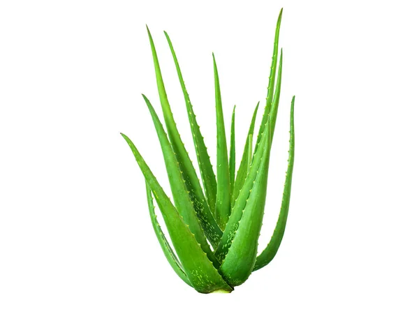 Aloe Vera Aislado Sobre Fondo Blanco Foco Pila Adde — Foto de Stock