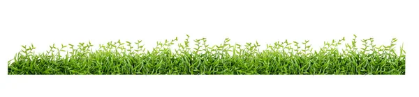 Green Grass Isolated White Backgroun — Stock Photo, Image
