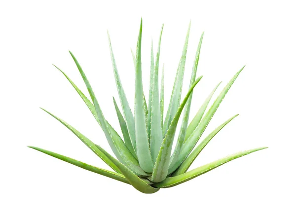 Duży Zielony Aloes Vera Wielu Liści Izolowanych Białym Tle — Zdjęcie stockowe