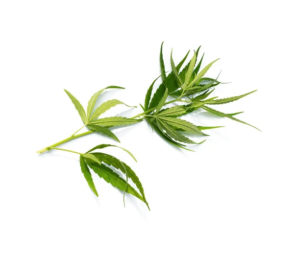 Frische Grüne Cannabisblätter Isoliert Auf Weißem Hintergrund Verwendung Als Kräuterheilpflanze — Stockfoto