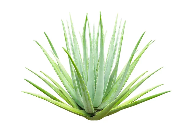 Stor Grön Aloe Vera Med Många Blad Isolerade Vit Backgroun — Stockfoto