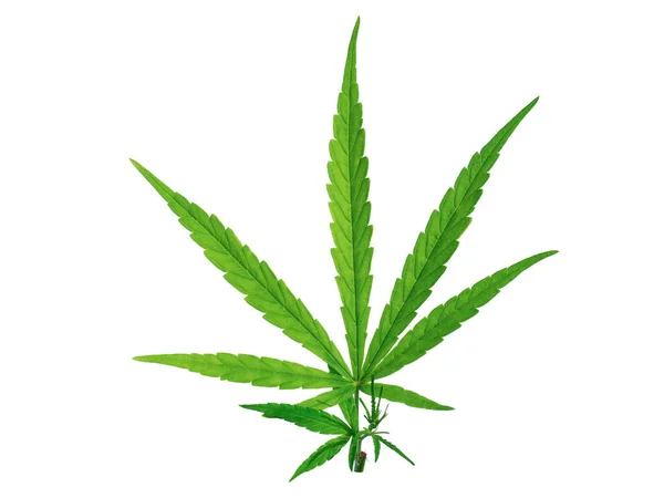 Folhas Frescas Cannabis Verde Isoladas Fundo Branco Use Como Planta — Fotografia de Stock