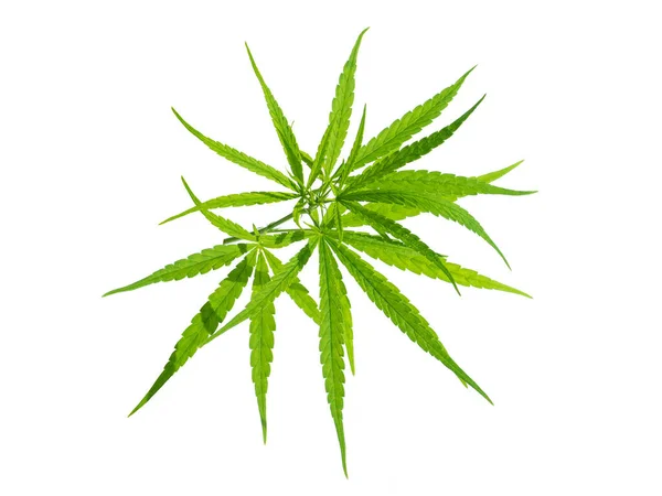 在白色背景上分离的新鲜绿色大麻叶 用作草药植物 — 图库照片