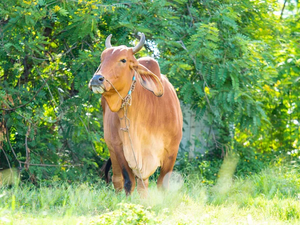 Πορτρέτο Της Υγιούς Αγελάδας Στο Πράσινο Γρασίδι Τομέα — Φωτογραφία Αρχείου