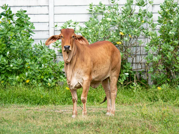 Portret Van Gezonde Koe Het Groene Grasveld — Stockfoto