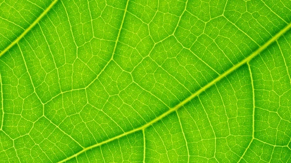 Tree leaf of tropical plant, texture of small leaves for greeting card design and decoration backdrop ide
