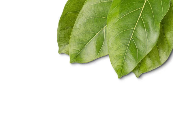 Fehér Zöld Leveleken Elszigetelt Trópusi Növénylevél Üdvözlőkártya Tervezéséhez Díszítéséhez Háttér — Stock Fotó