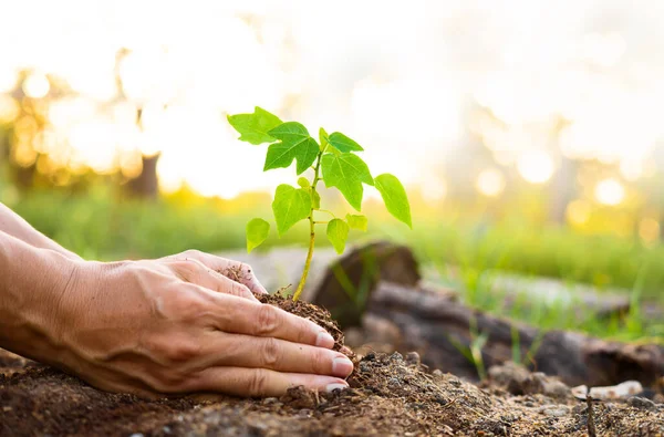 Menselijke Hand Houden Spruit Van Baby Plant Planten Tuin Boerderij — Stockfoto