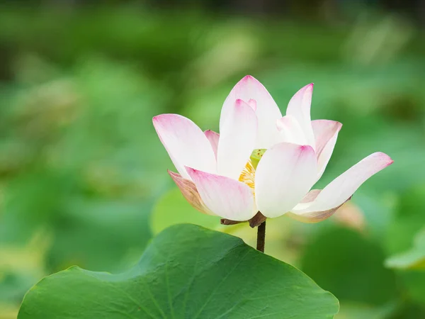 Lotus Flower Green Leaves Nature Blur Backgroun — Stock Photo, Image