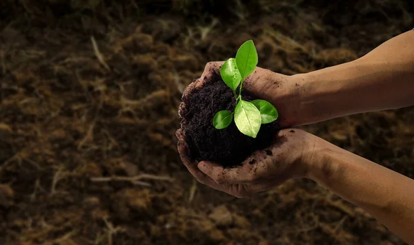 Mänsklig Hand Håller Groddar Baby Växt Att Plantera Utomhus Gård — Stockfoto
