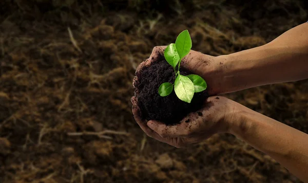 Menselijke Hand Houden Spruit Van Baby Plant Planten Tuin Boerderij — Stockfoto