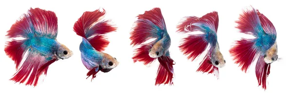 Porträtt Vackra Levande Betta Fisk Klart Vatten Människor Matar Dem — Stockfoto