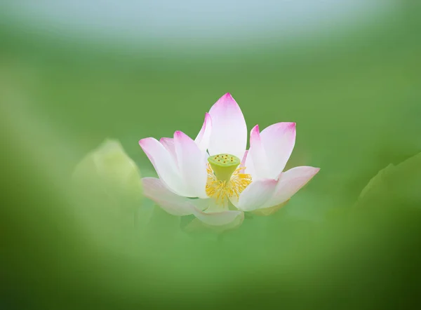 Beautiful Pink Lotus Flower Green Leaves Blur Backgroun — Stock Photo, Image