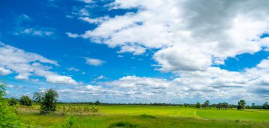 Yeşil pirinç tarlasının güzel panoramik manzarası mavi gökyüzü arka planında bulutlu