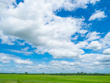 Mavi arkaplanda bulutlu yeşil pirinç tarlası manzarası, manzara manzarası