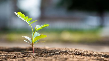 yeşil tohum bulanık arka planda parlayan tarlalarda, yeşil tomurcuk ekoloji ve yeni yaşam konsepti için
