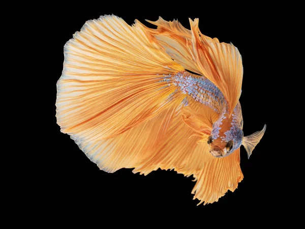 Ritratto Bellissimo Pesce Betta Vivo Acqua Limpida Gente Nutre Come — Foto Stock